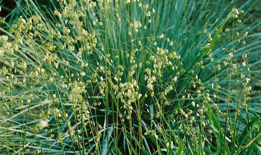 Garten-Zittergras 'Russels'