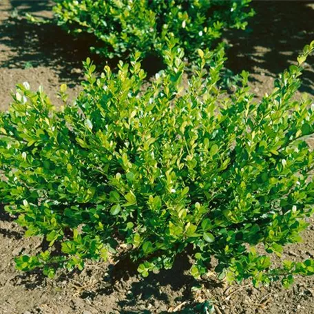 Buxus harlandii 'Franklin´s Gem'