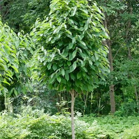 Asimina triloba 'Pennsylvania Golden'