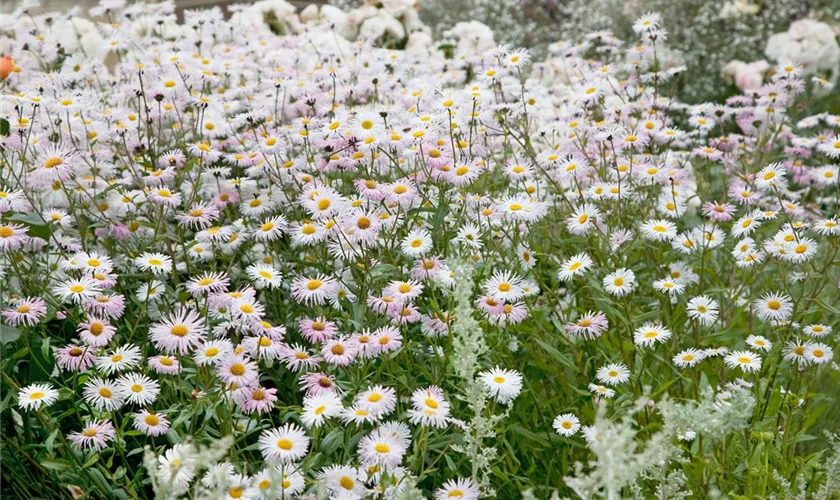 Garten-Kissen-Aster 'White Opal'