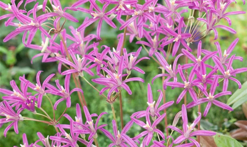 Brodiaea