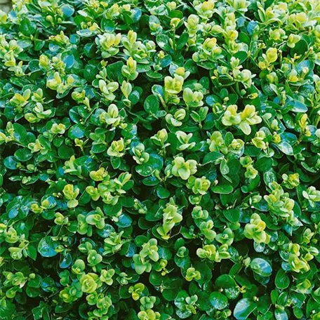 Buxus microphylla 'Asiatic Winter'