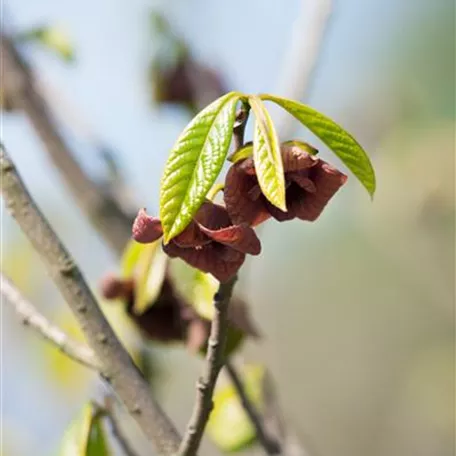 Asimina triloba 'Prolific'