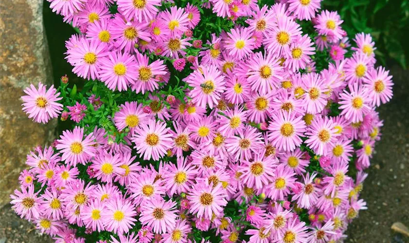 Garten-Kissen-Aster 'Zirkon'