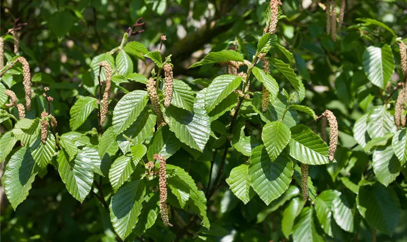 Transkaukasische Birke 'Gold Bark'