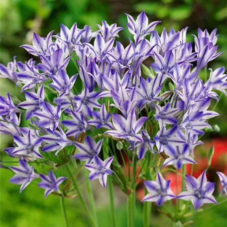 Brodiaea laxa