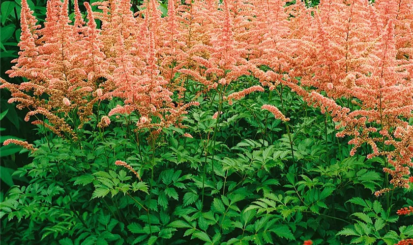 Arends Garten-Prachtspiere 'Anita Peifer'