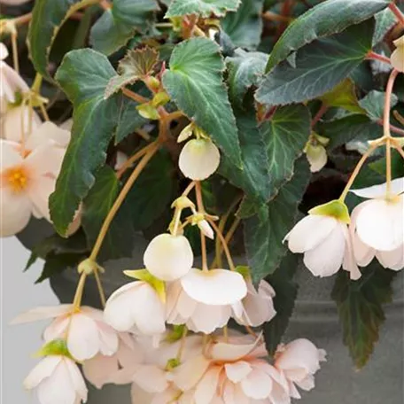 Begonia x tuberhybrida Belina