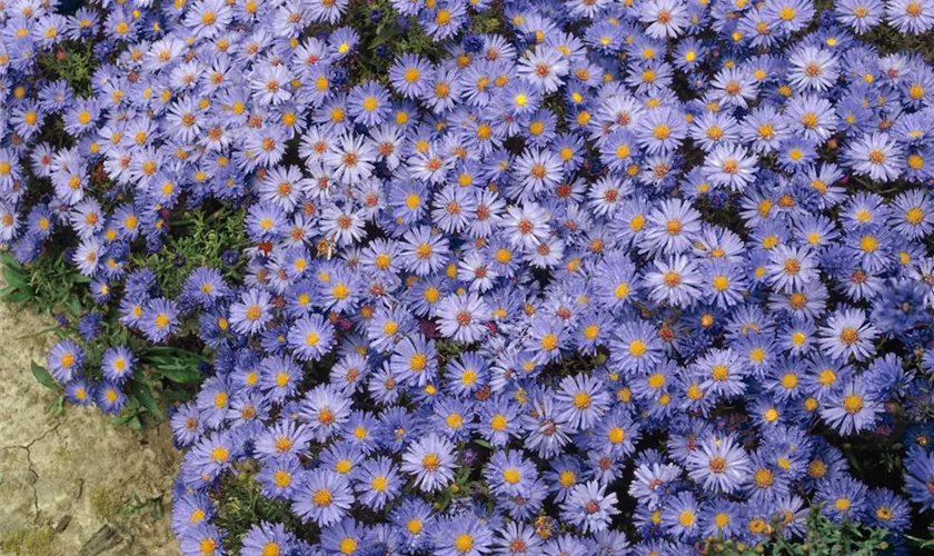 Garten-Kissen-Aster 'Blue Bouquet'