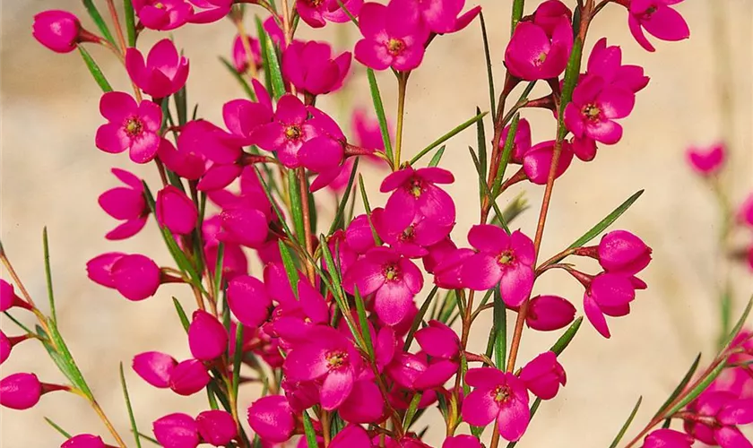 Boronia heterophylla 'Lipstick'