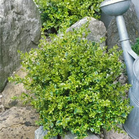 Buxus microphylla 'Golden Dream'