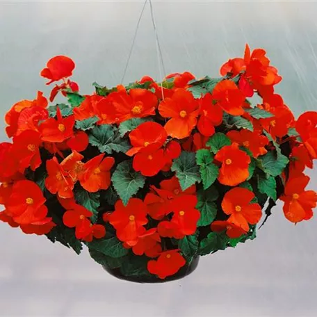 Begonia x tuberhybrida Beluga®