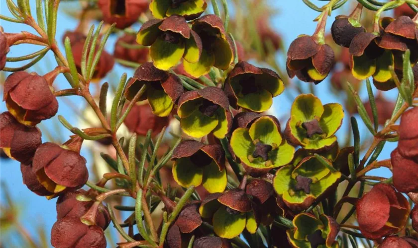 Boronia megastigma 'Heaven Scent'