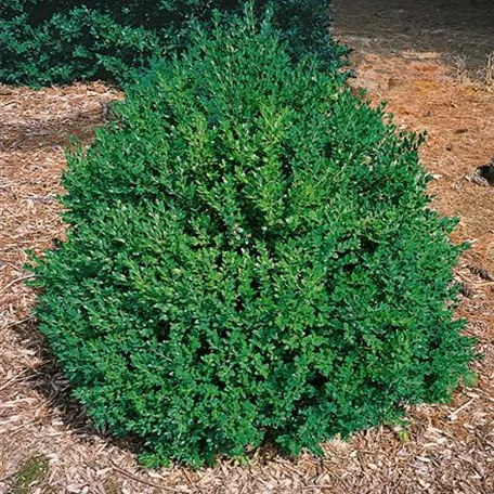 Buxus microphylla 'Green Mountain'