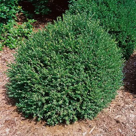 Buxus microphylla 'Tide Hill'