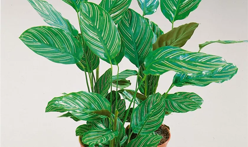 Calathea ornata 'Sanderiana'