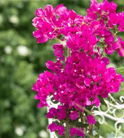 Bougainvillea – Die Wunderblume richtig pflegen