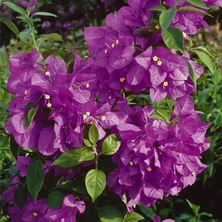 Bougainvillea 'Ametyste'