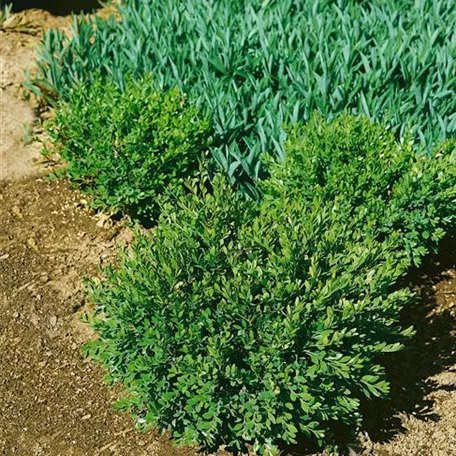 Buxus microphylla 'Morris Dwarf'