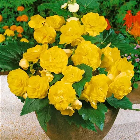 Begonia x tuberhybrida 'Fortune Golden Shades'