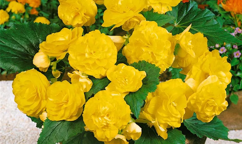 Begonie 'Fortune Golden Shades'