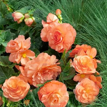 Begonia x tuberhybrida 'Peardrop'