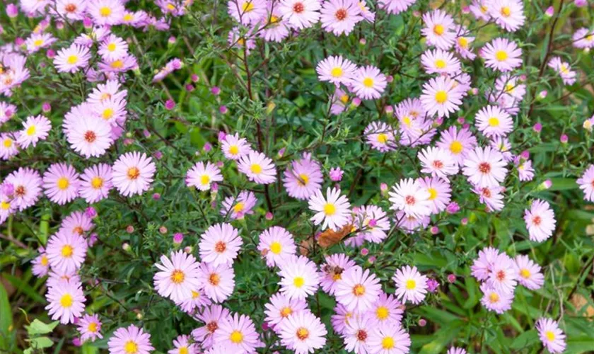 Garten-Myrten-Aster 'Esther'