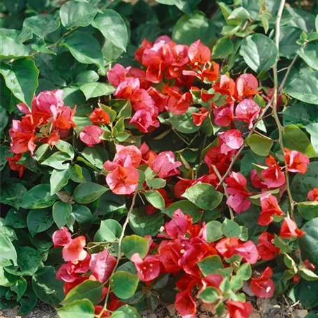 Bougainvillea glabra 'California', Pyramide