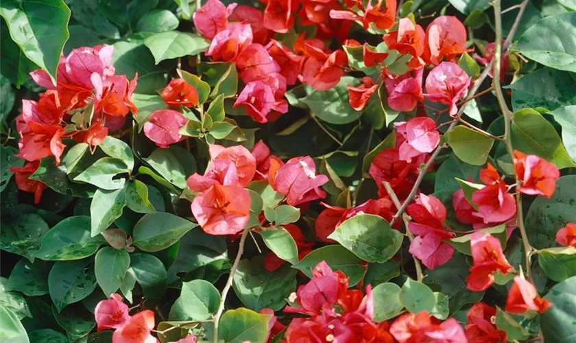 Bougainvillee 'California'