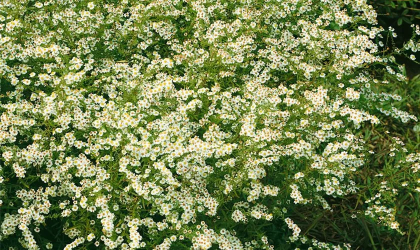 Garten-Myrten-Aster 'Golden Spray'