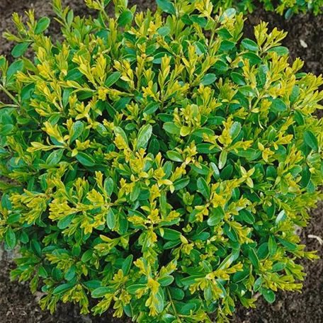 Buxus microphylla 'Rococo'