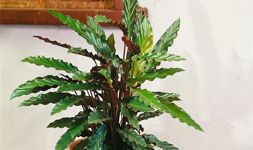 Calathea rufibarba 'Wavestar'