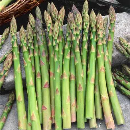 Asparagus officinalis 'Darlise'