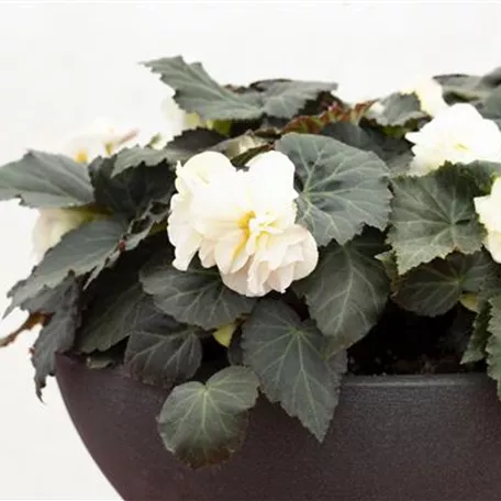 Begonia x tuberhybrida 'Prism White'