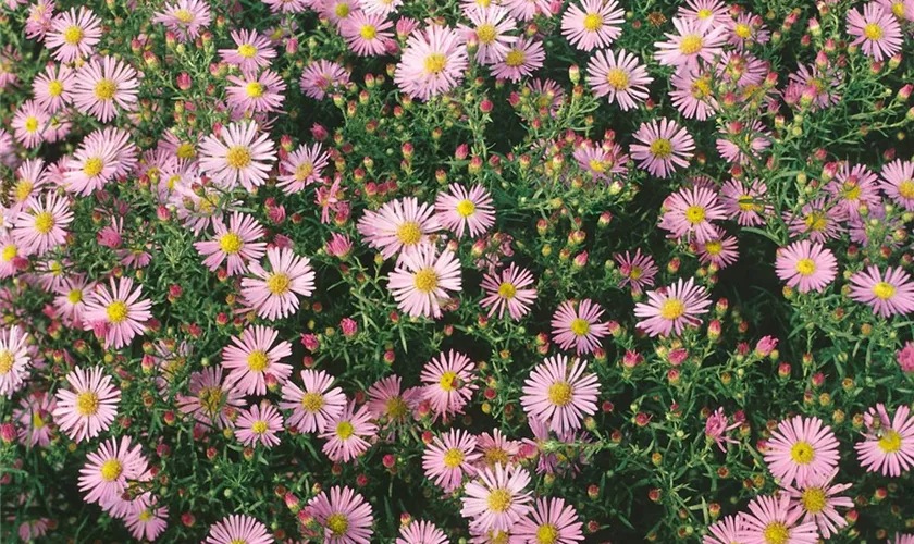 Garten-Myrten-Aster 'Pink Cloud'