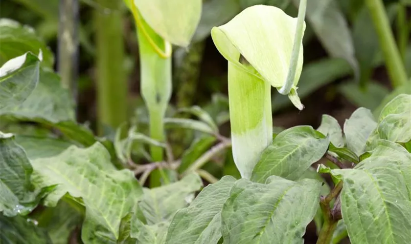 Arisaema amurense