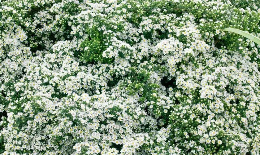 Garten-Myrten-Aster 'Prostratus'