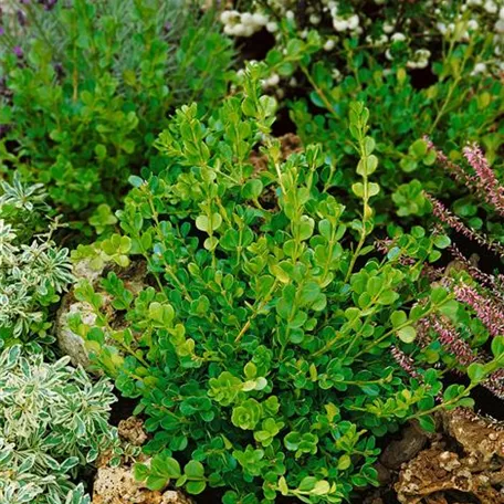 Buxus microphylla 'Trompenburg'