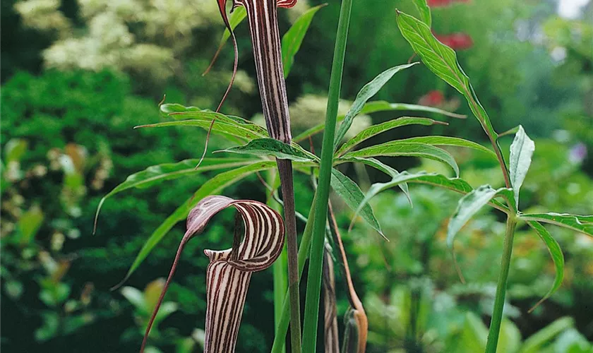 Arisaema ciliatum