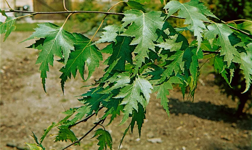 Hängebirke 'Crispa'