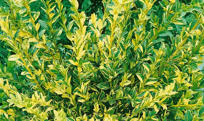 Buxus microphylla var. japonica 'Aurea'