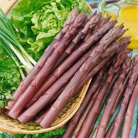 Asparagus officinalis 'Pacific Purple'