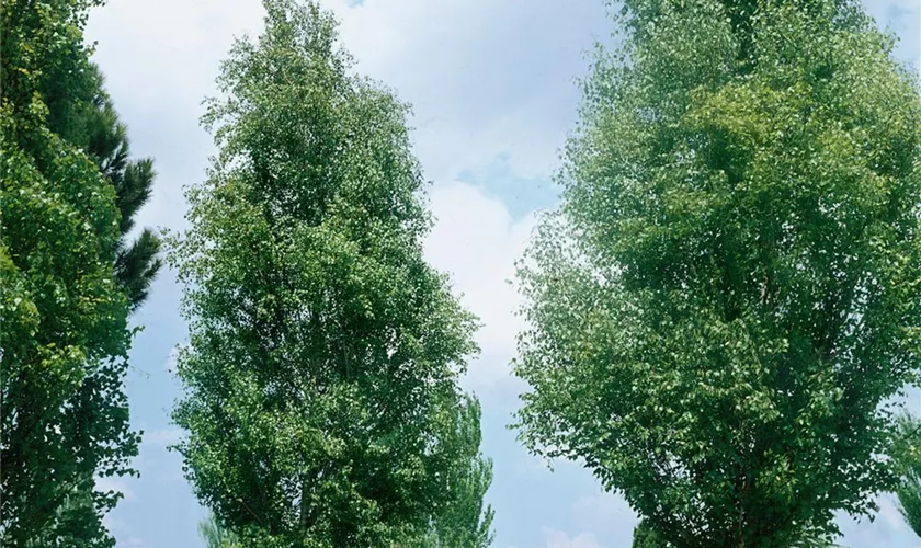 Säulenbirke 'Golden Obelisk'