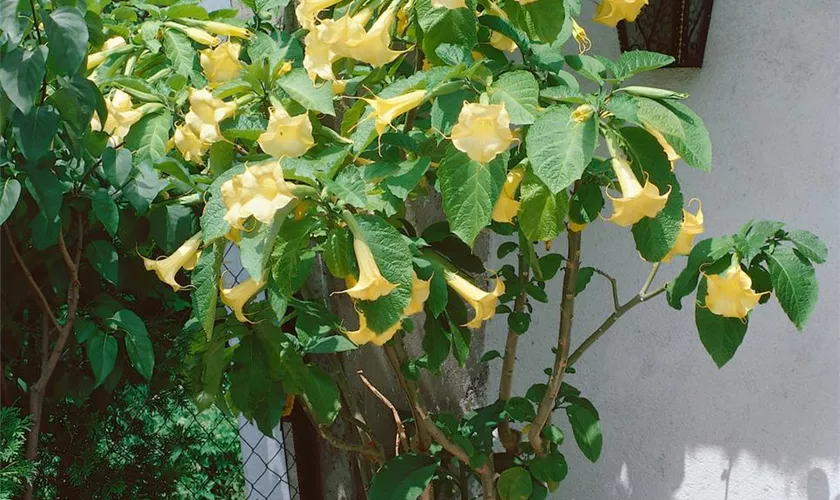 Brugmansia aurea, gelb