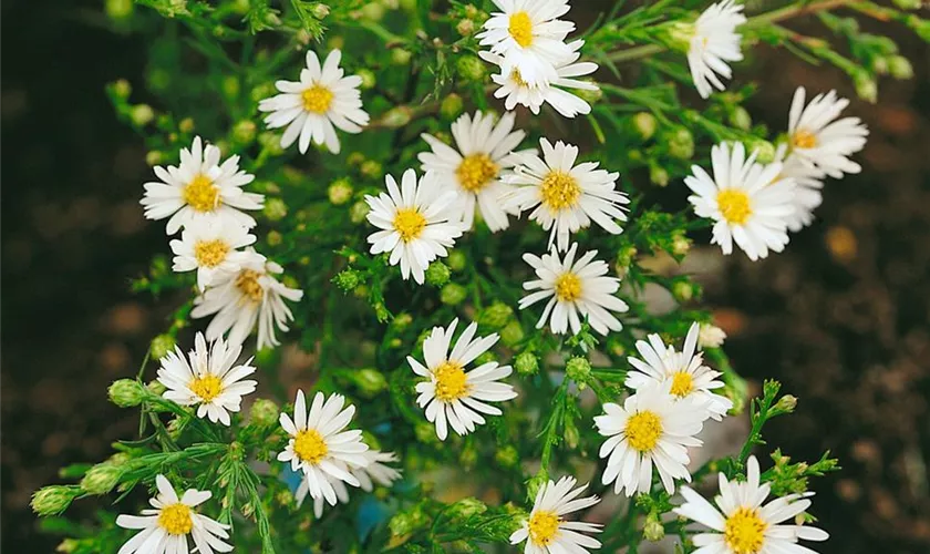 Garten-Myrten-Aster 'Weißer Zwerg'