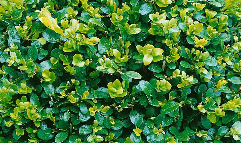 Buxus microphylla var. japonica 'National'