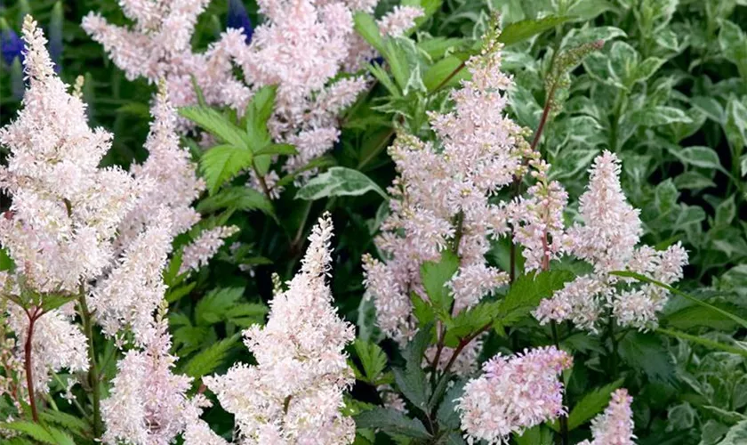 Arends Garten-Prachtspiere 'Peach Blossom'