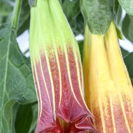 Brugmansia sanguinea 'Cordata'