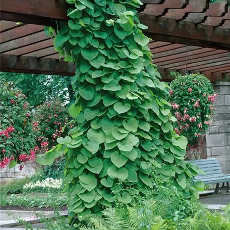 Aristolochia macrophylla