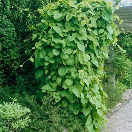 Aristolochia manshuriensis